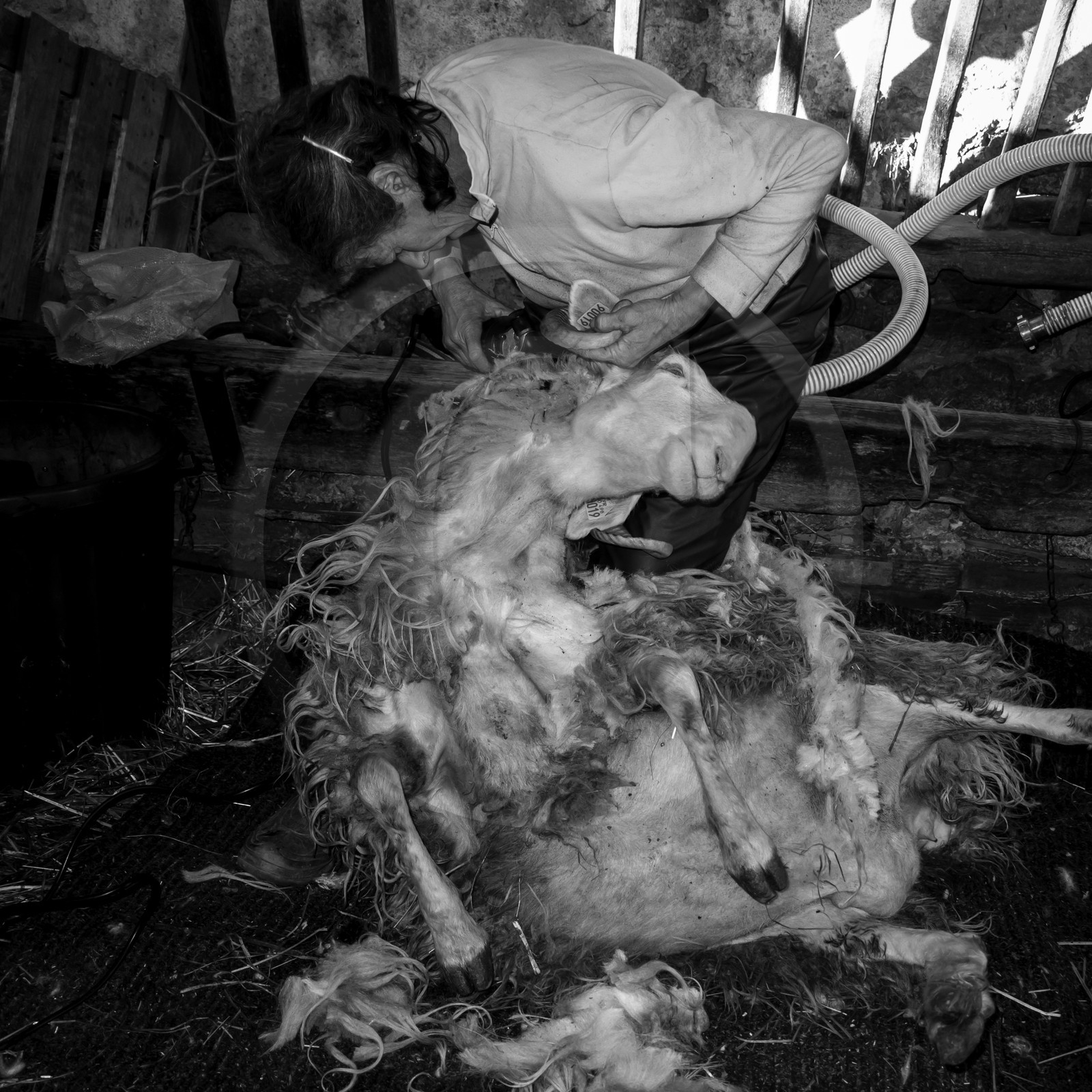 La tonte des moutons