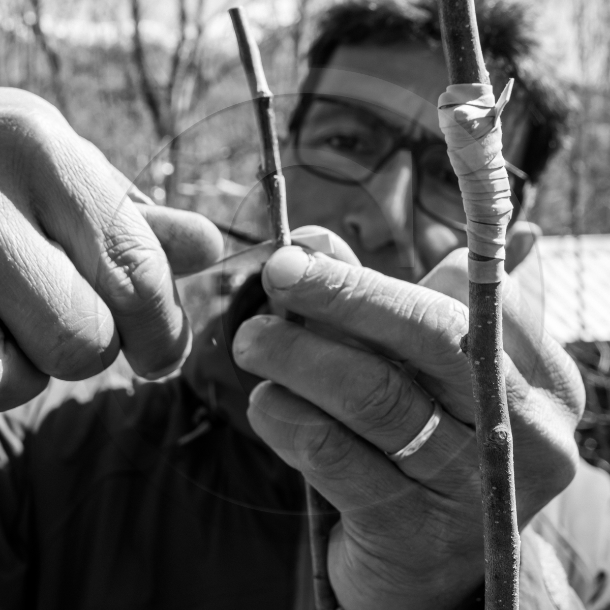 10 avril 2022 : Initiation à la greffe d'arbres fruitiers