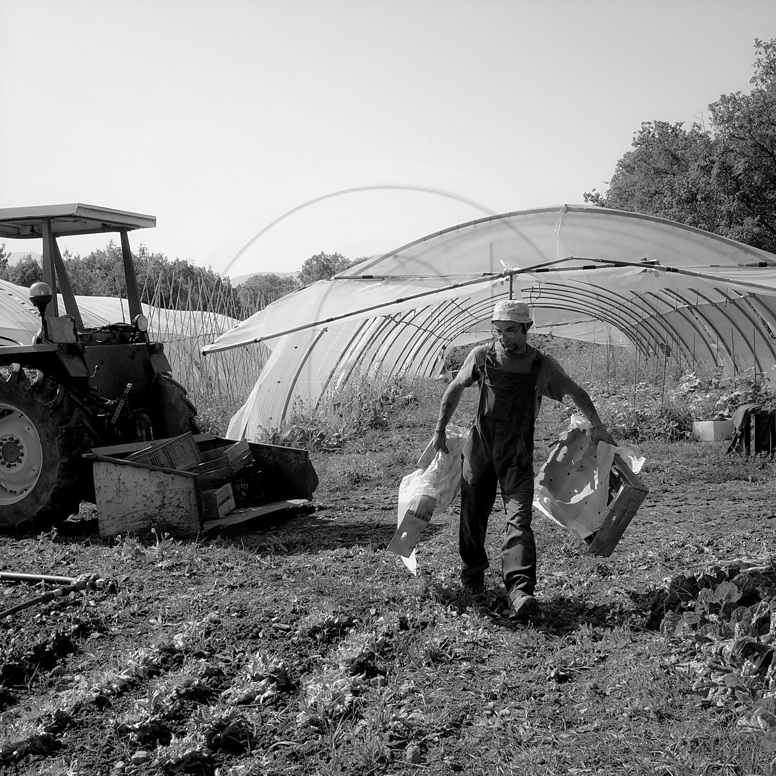 Stéphane Saint-Aubin, maraicher à Pelleautier