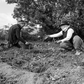 La récolte des pommes de terre avec un cheval