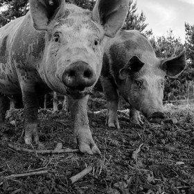 Elevage biologique de cochons en plein air