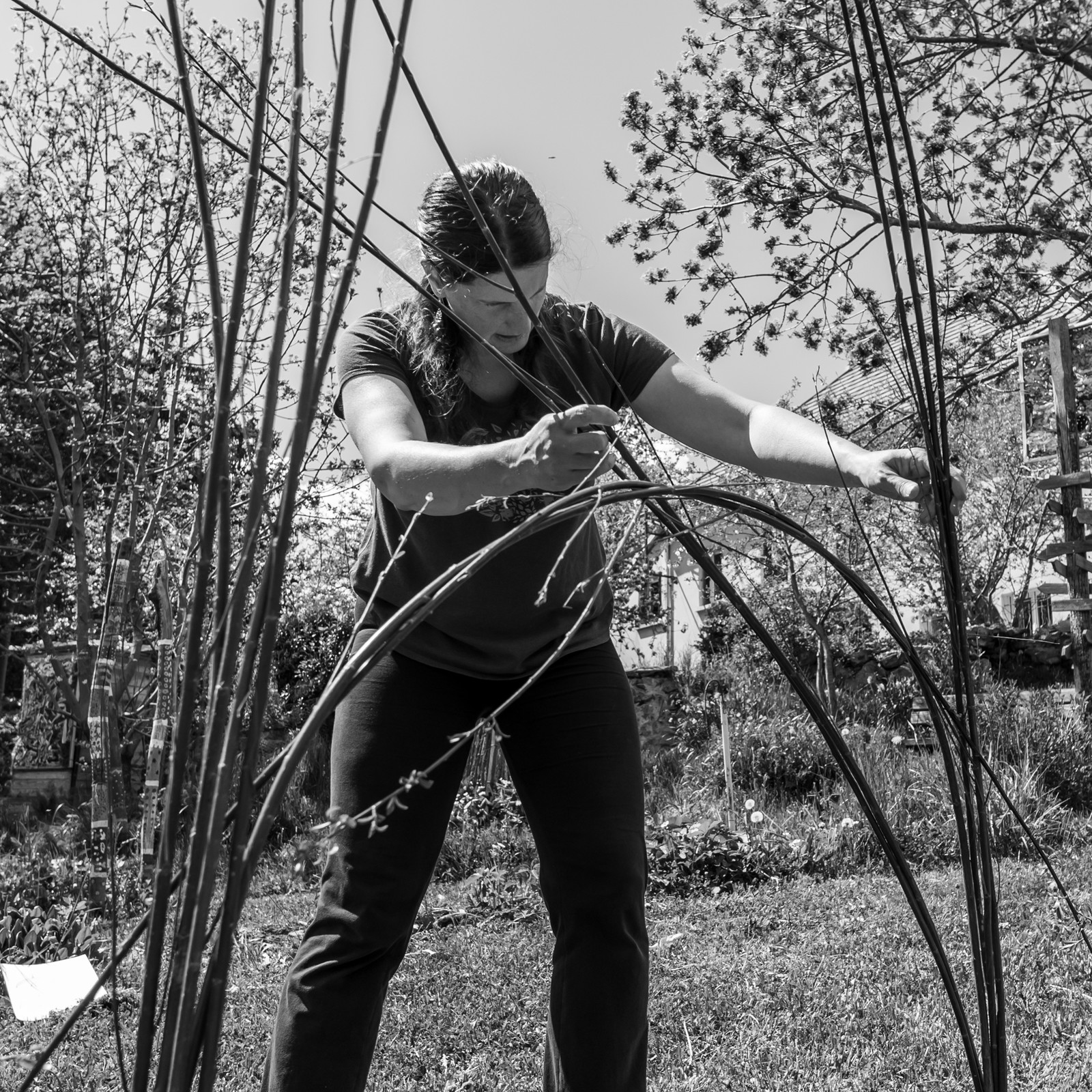 30 avril 2025 : Un oiseau en osier