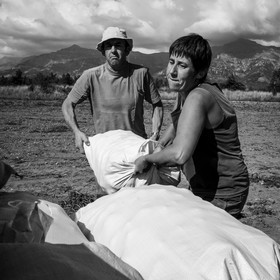 La récolte des pommes de terre
