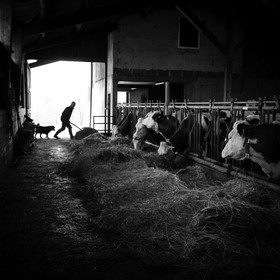 Les soins aux vaches