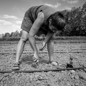 La plantation des courges