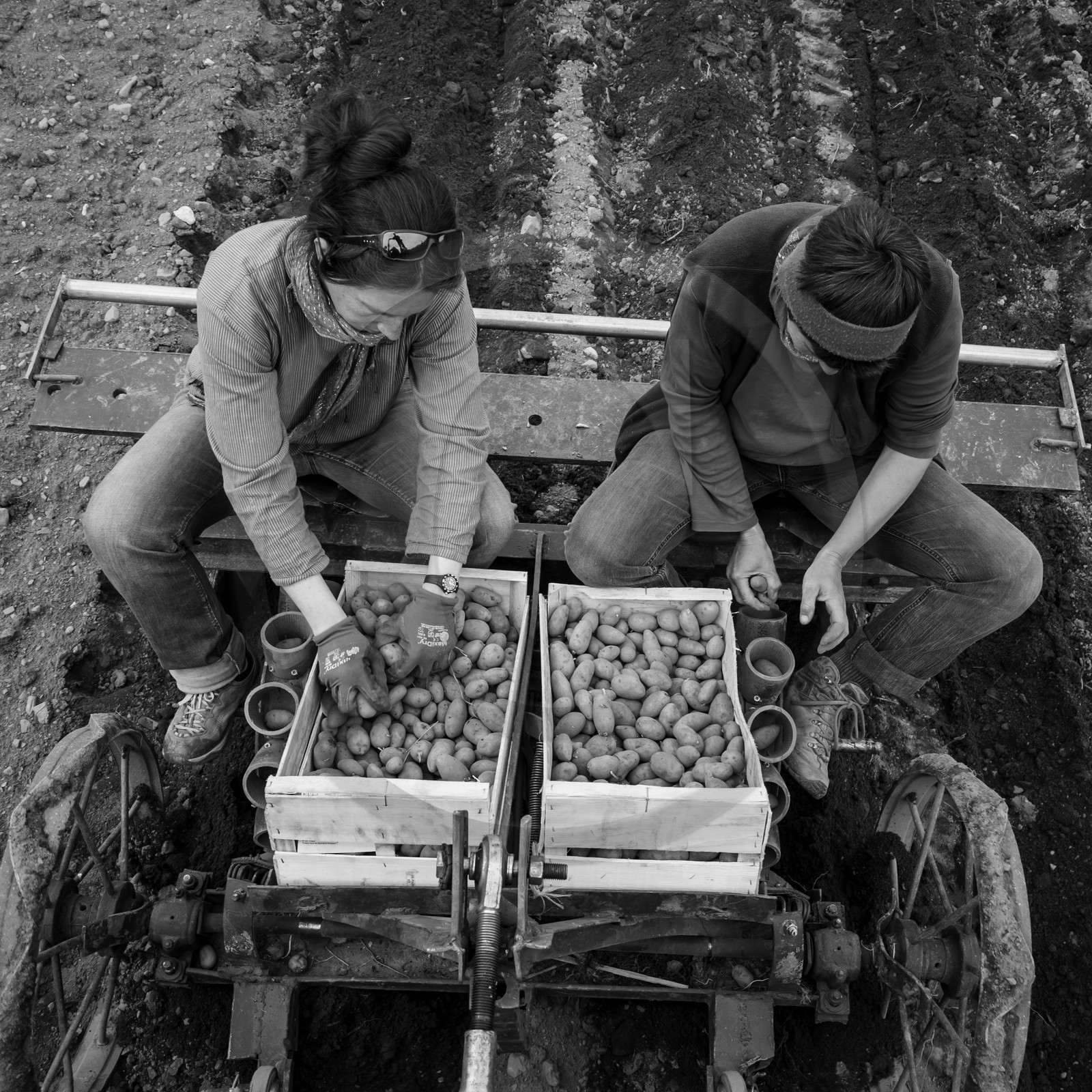 La plantation des pommes de terre