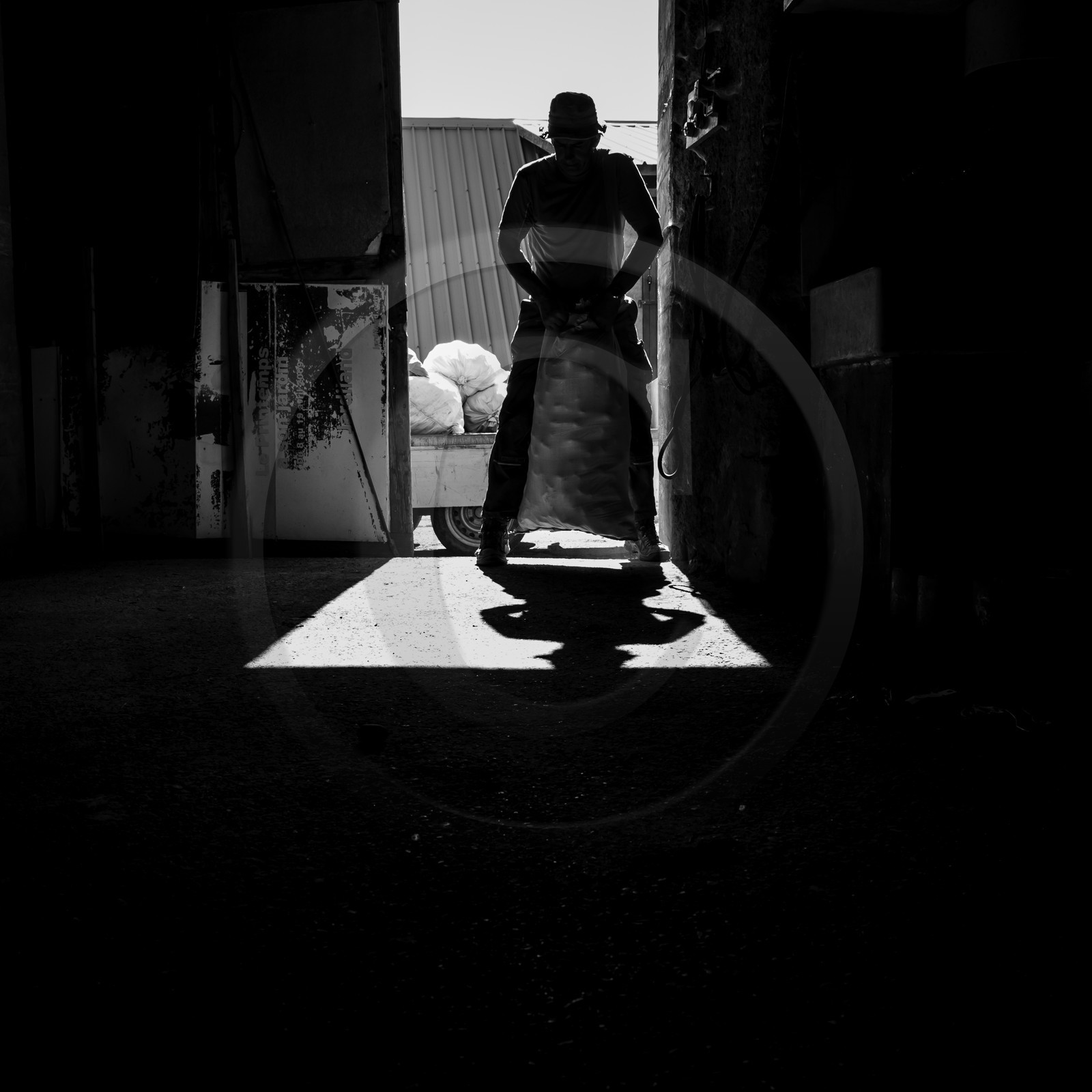 La récolte des pommes de terre