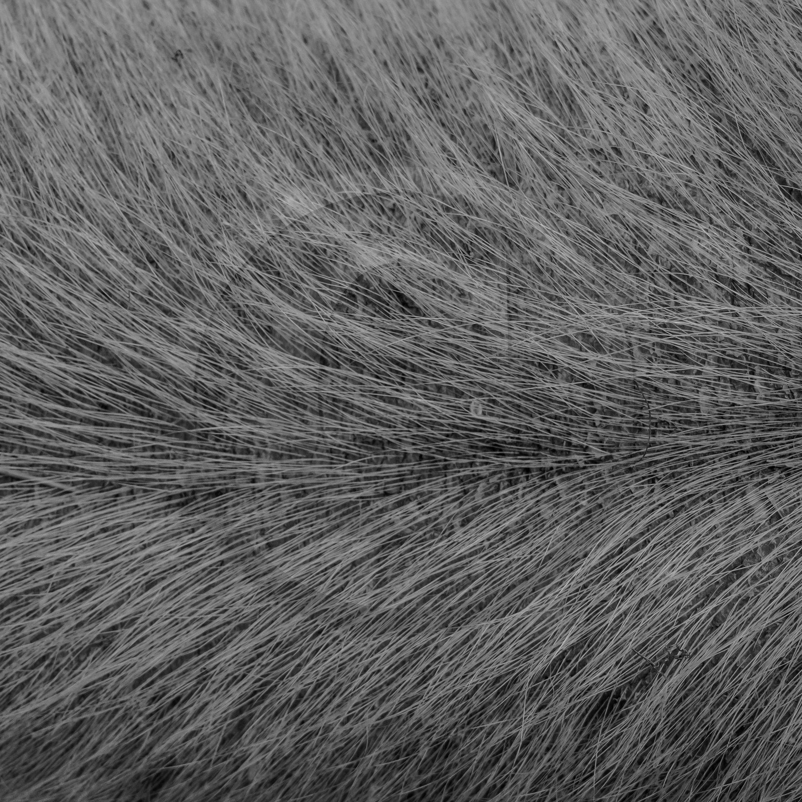 Elevage biologique de cochons en plein air