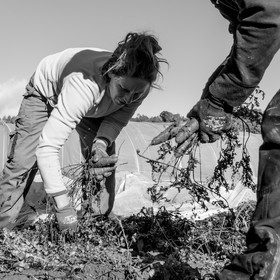 La récolte des carottes