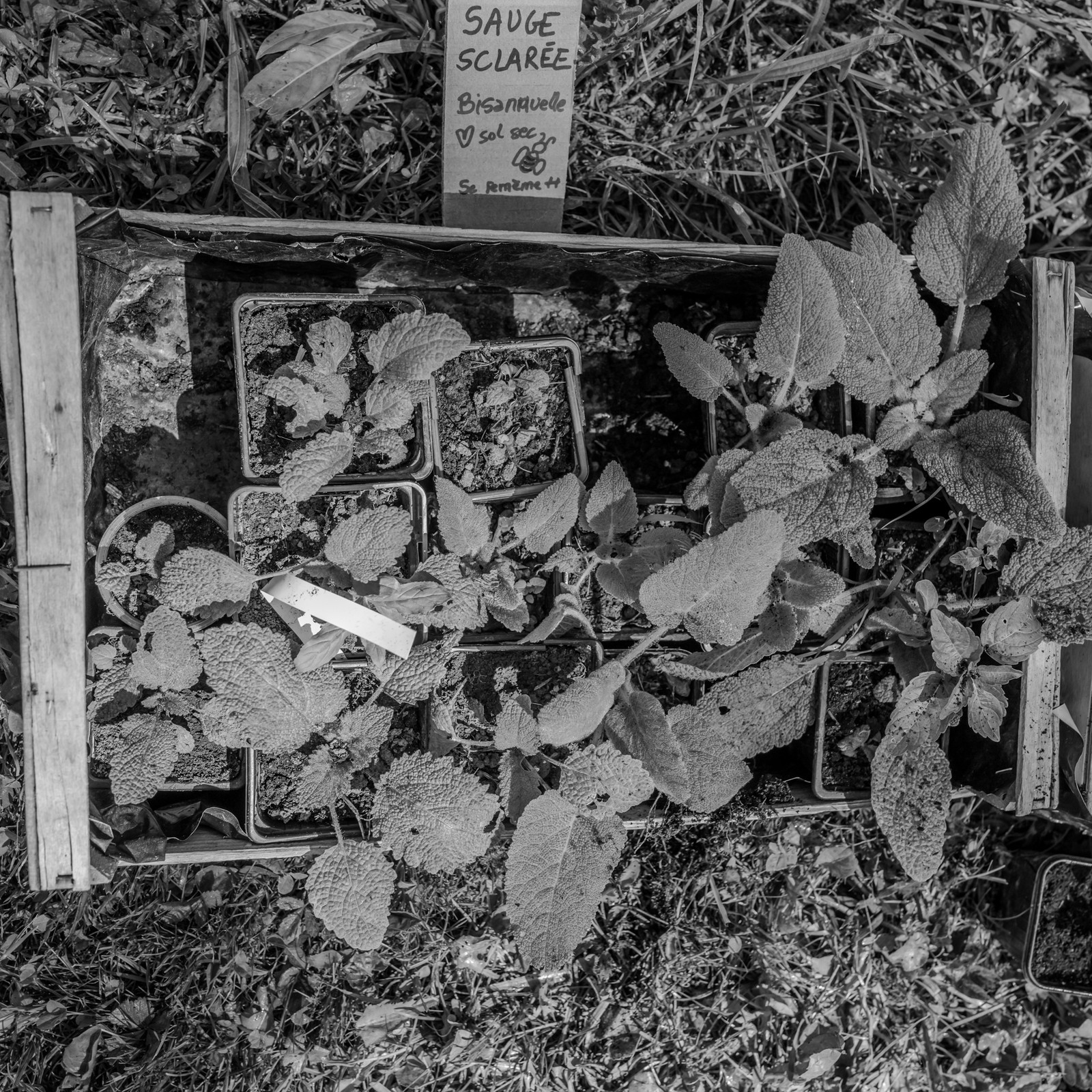 18 mai 2025 : VIde-Jardin et Marché de Créateurs