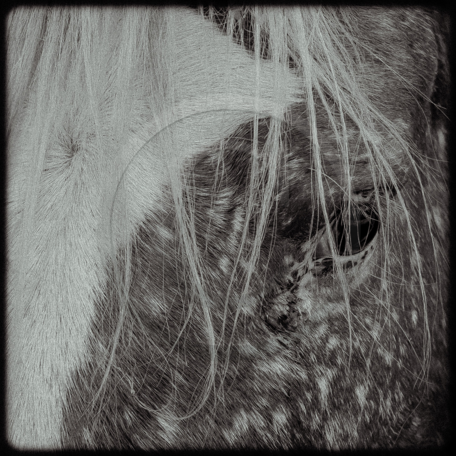 Portraits des animaux de la ferme