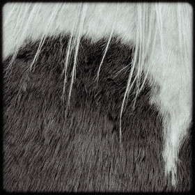 Portraits des animaux de la ferme