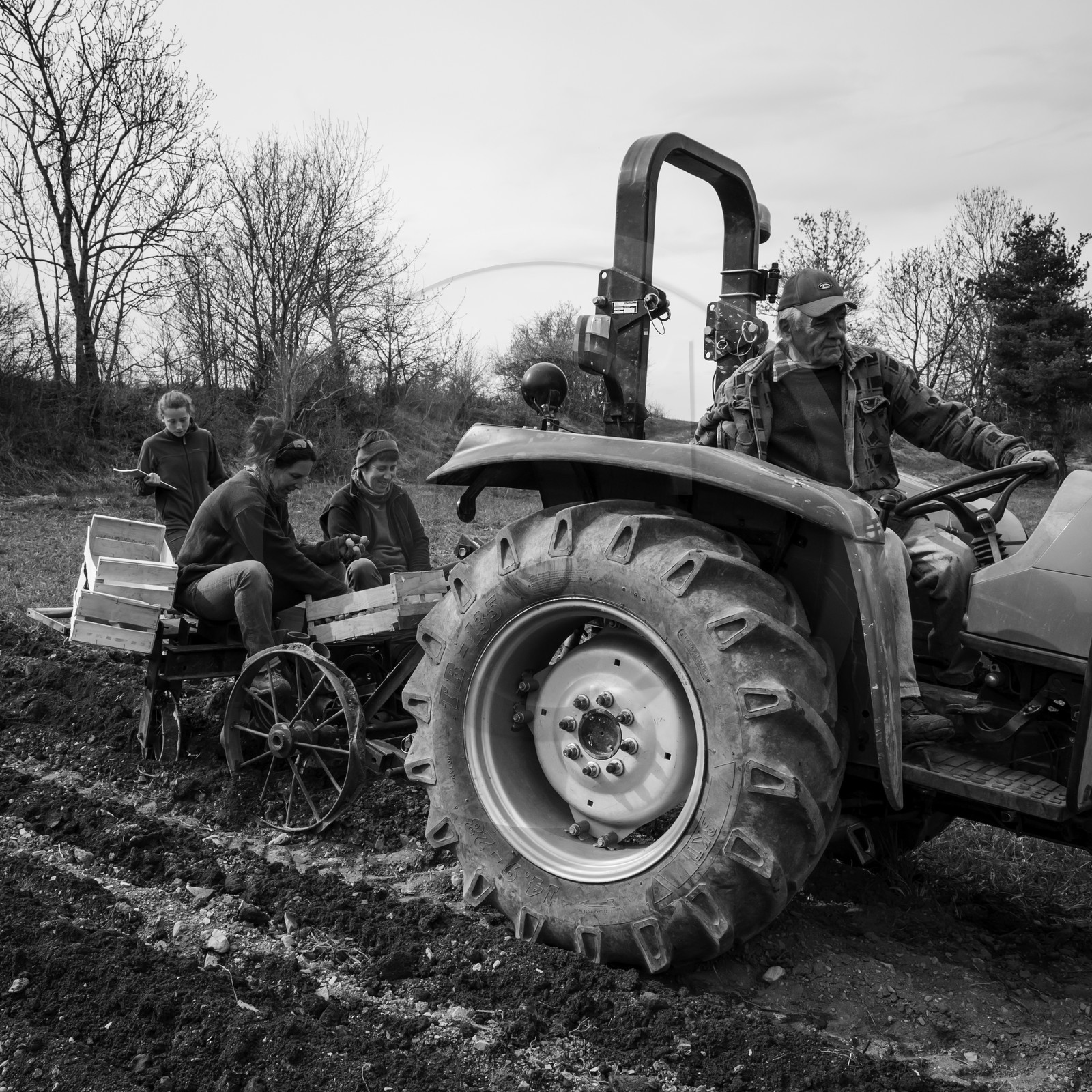 La plantation des pommes de terre