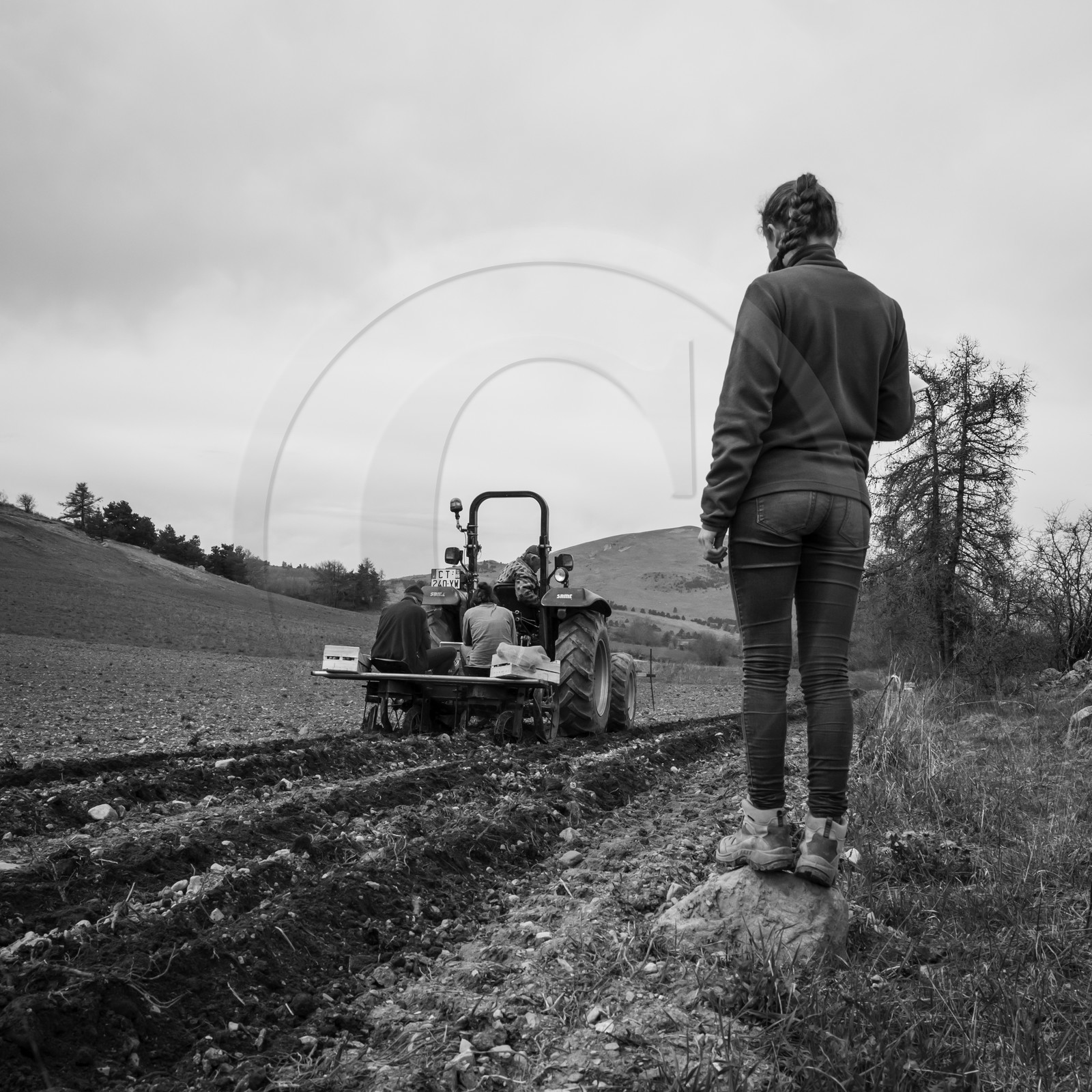 La plantation des pommes de terre