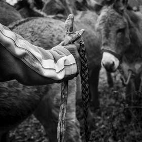 La transhumance des ânes