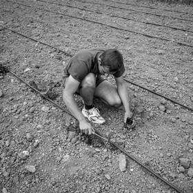 La plantation des courges