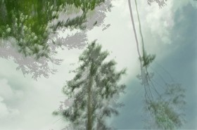 Le Pays des Arbres Flous