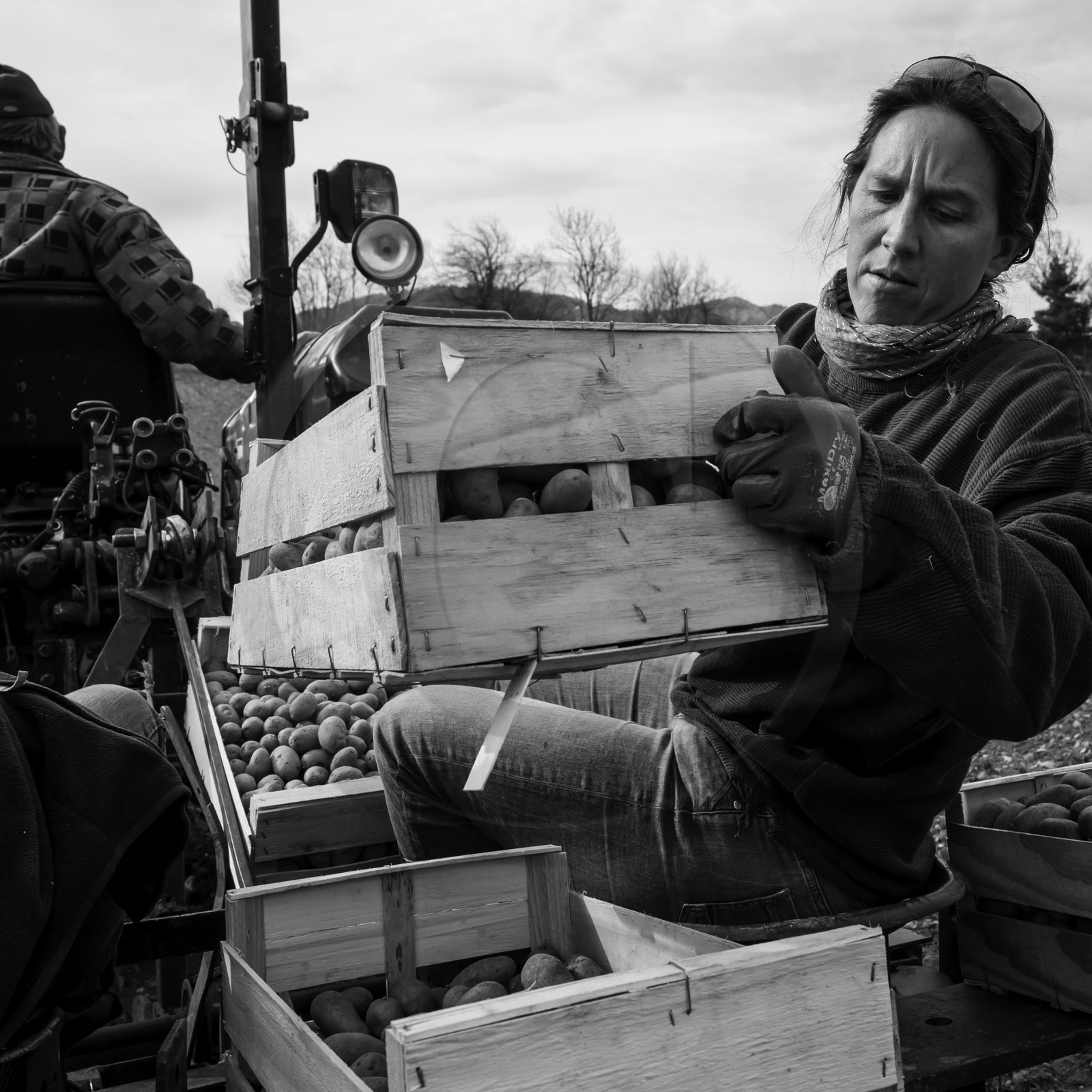 La plantation des pommes de terre
