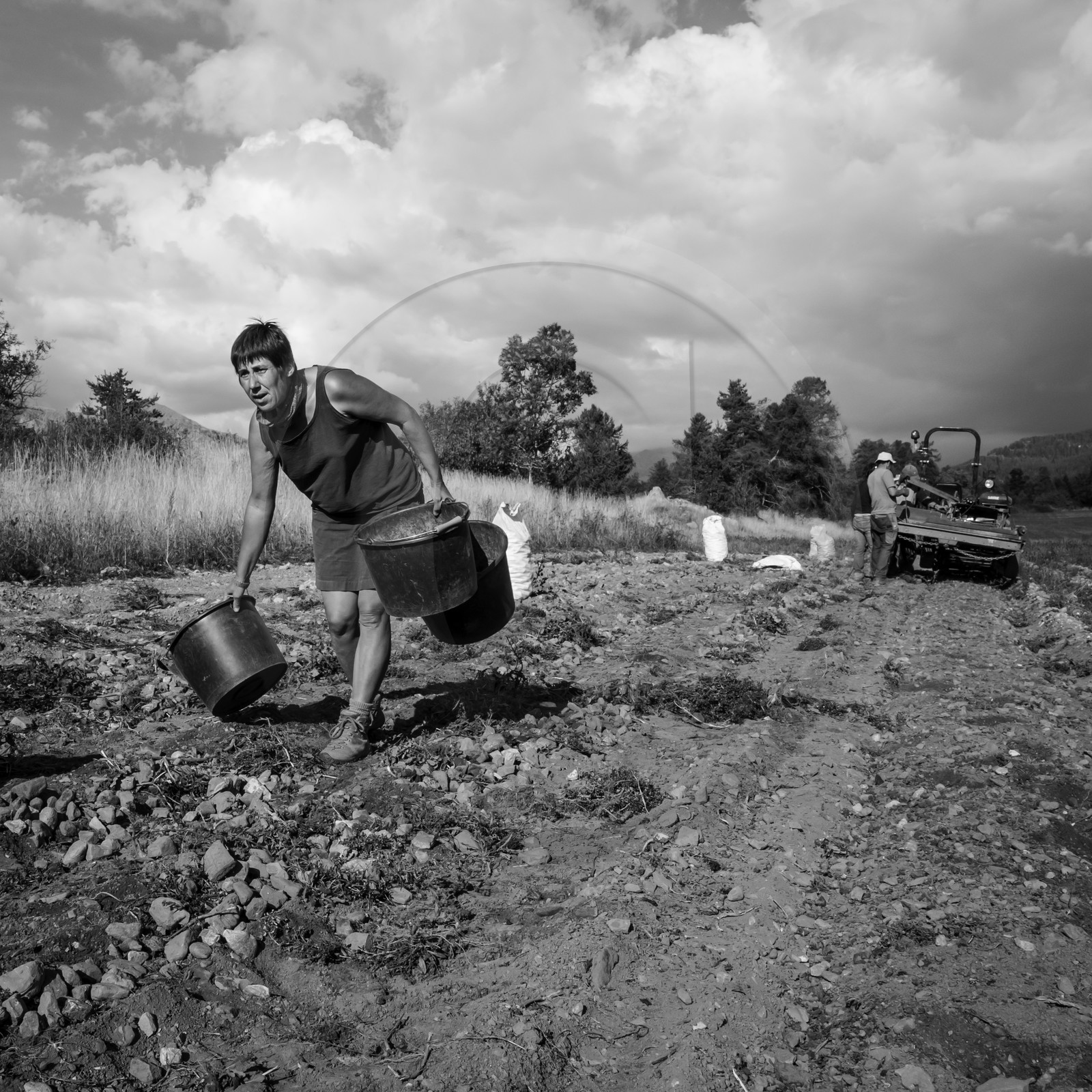 La récolte des pommes de terre