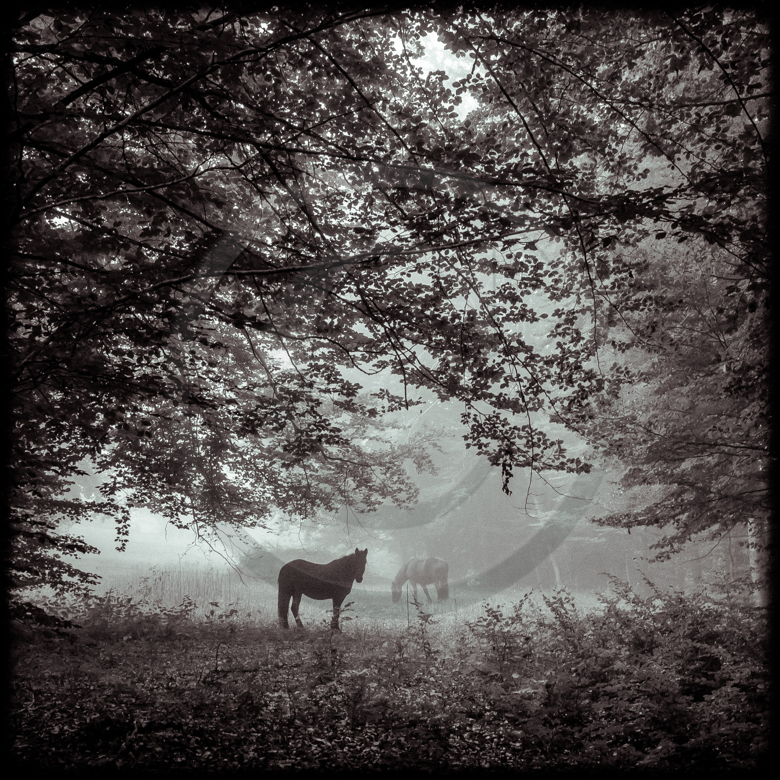 Chevaux en forêt - Le Noyer en Champsaur