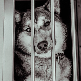 La Valgaude Traineau 2015