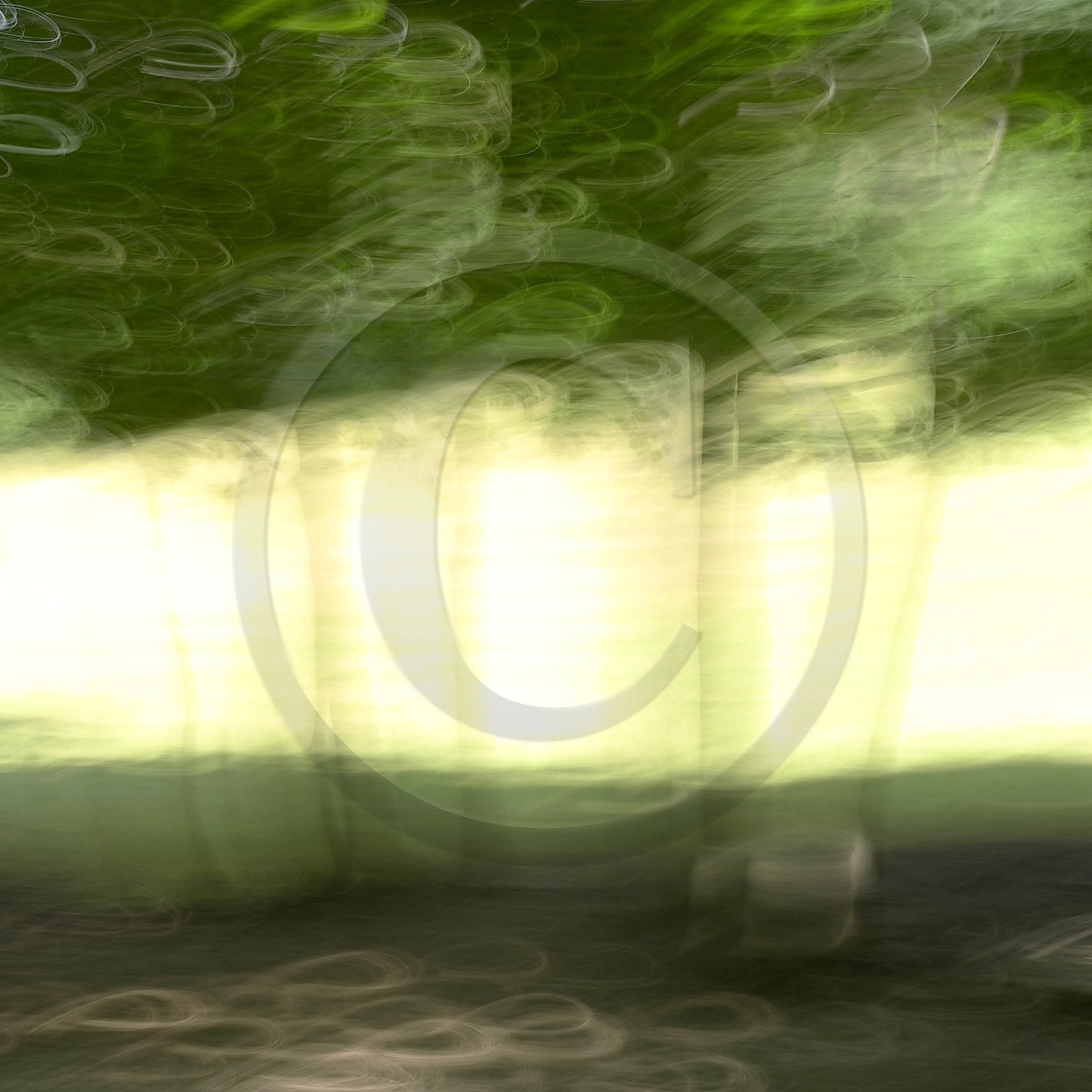 Le Pays des Arbres Flous