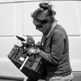 La plantation des courges