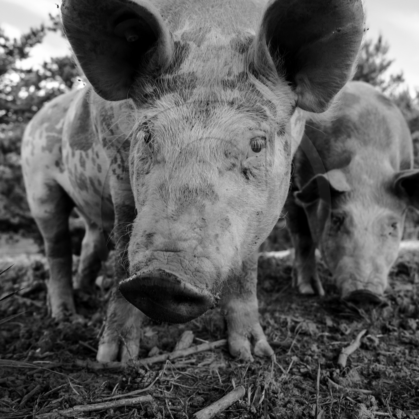 Elevage biologique de cochons en plein air