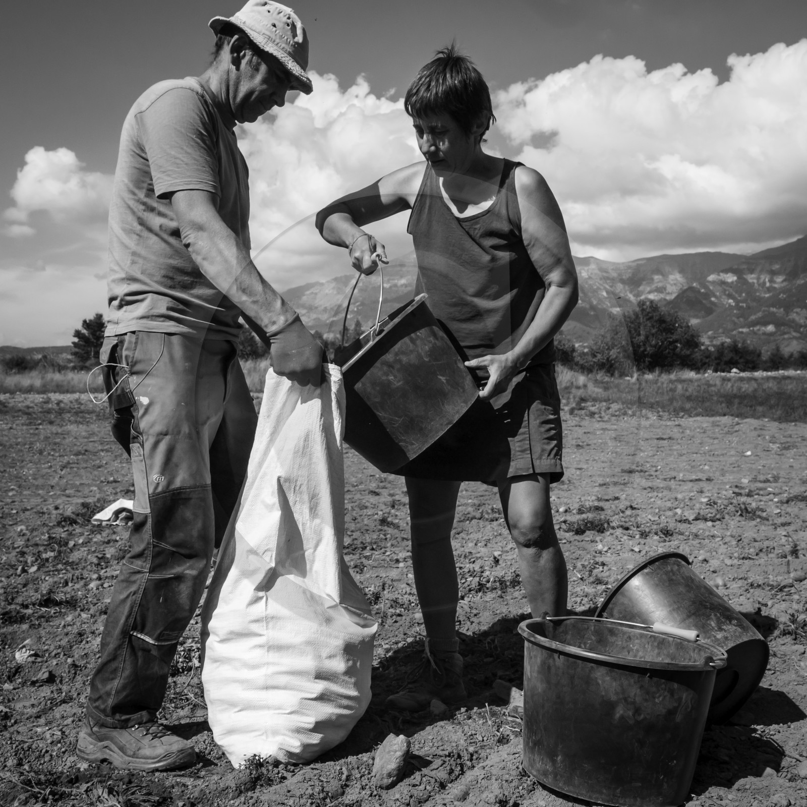 La récolte des pommes de terre