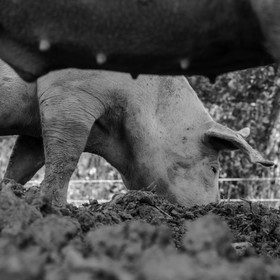 Elevage biologique de cochons en plein air