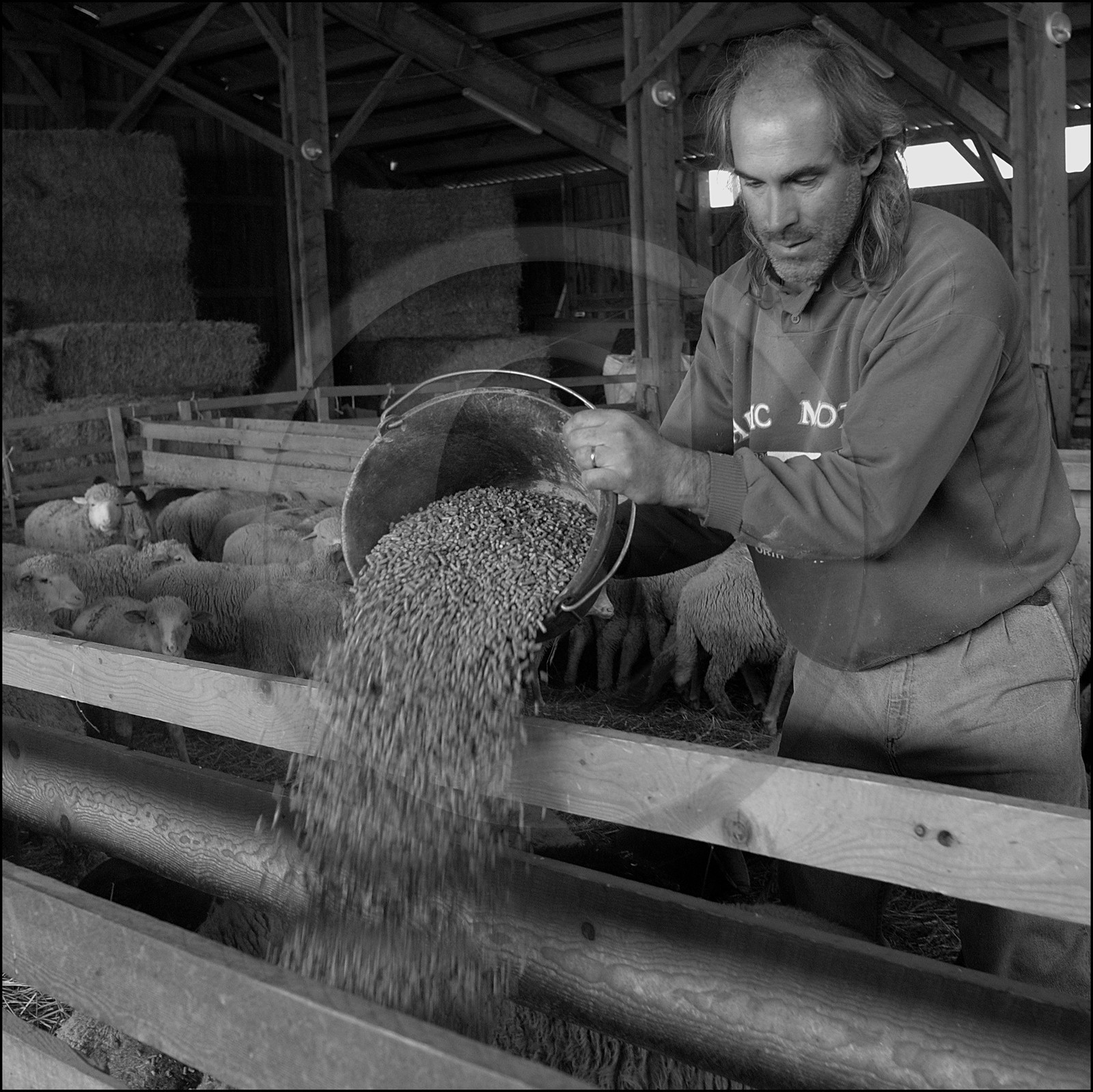 Elevage brebis à viande