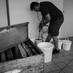 L'extraction du miel