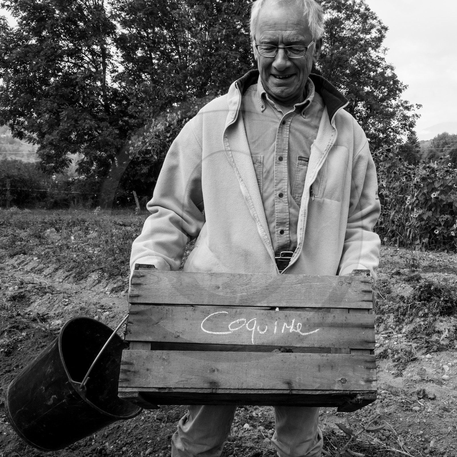 La récolte des pommes de terre avec un cheval
