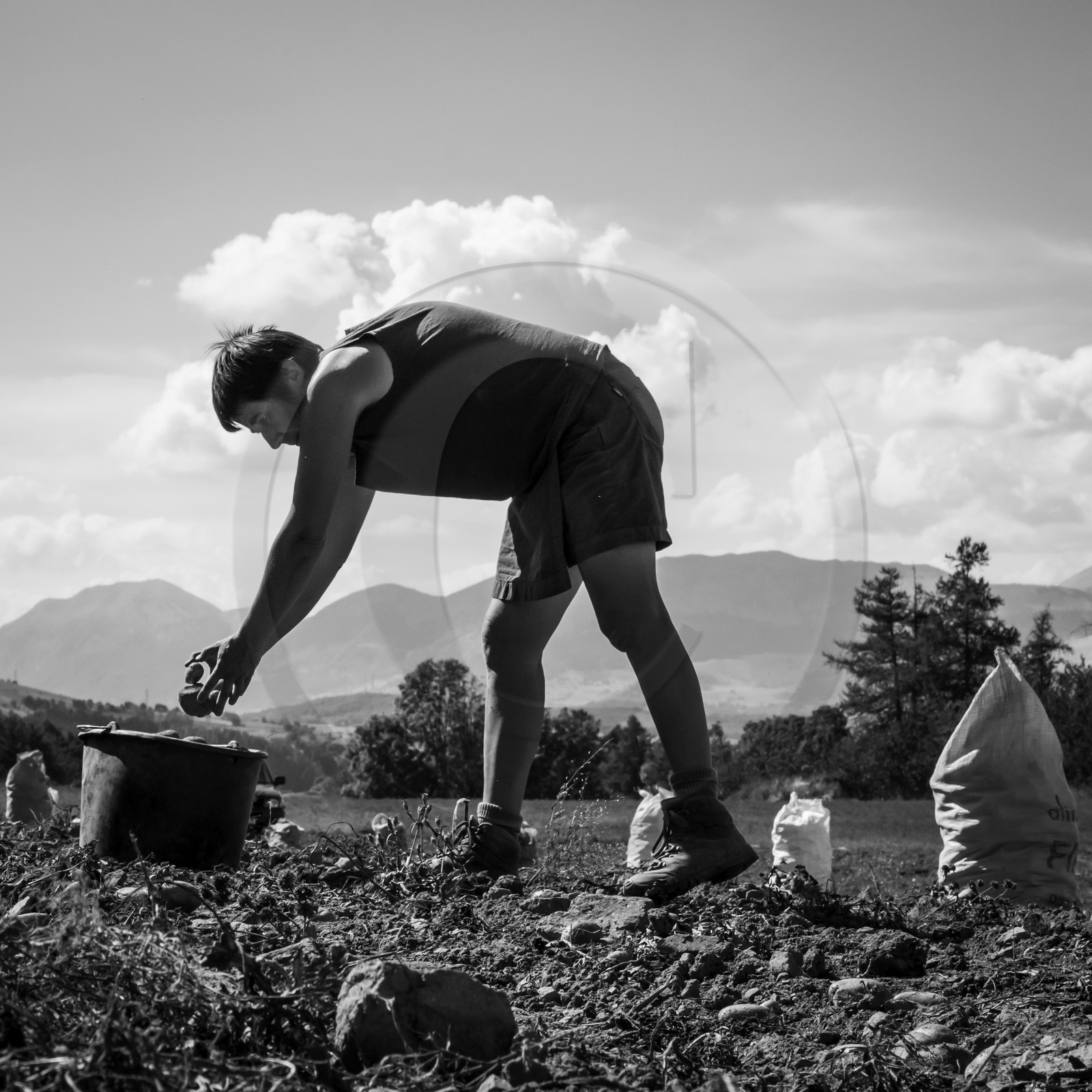 La récolte des pommes de terre