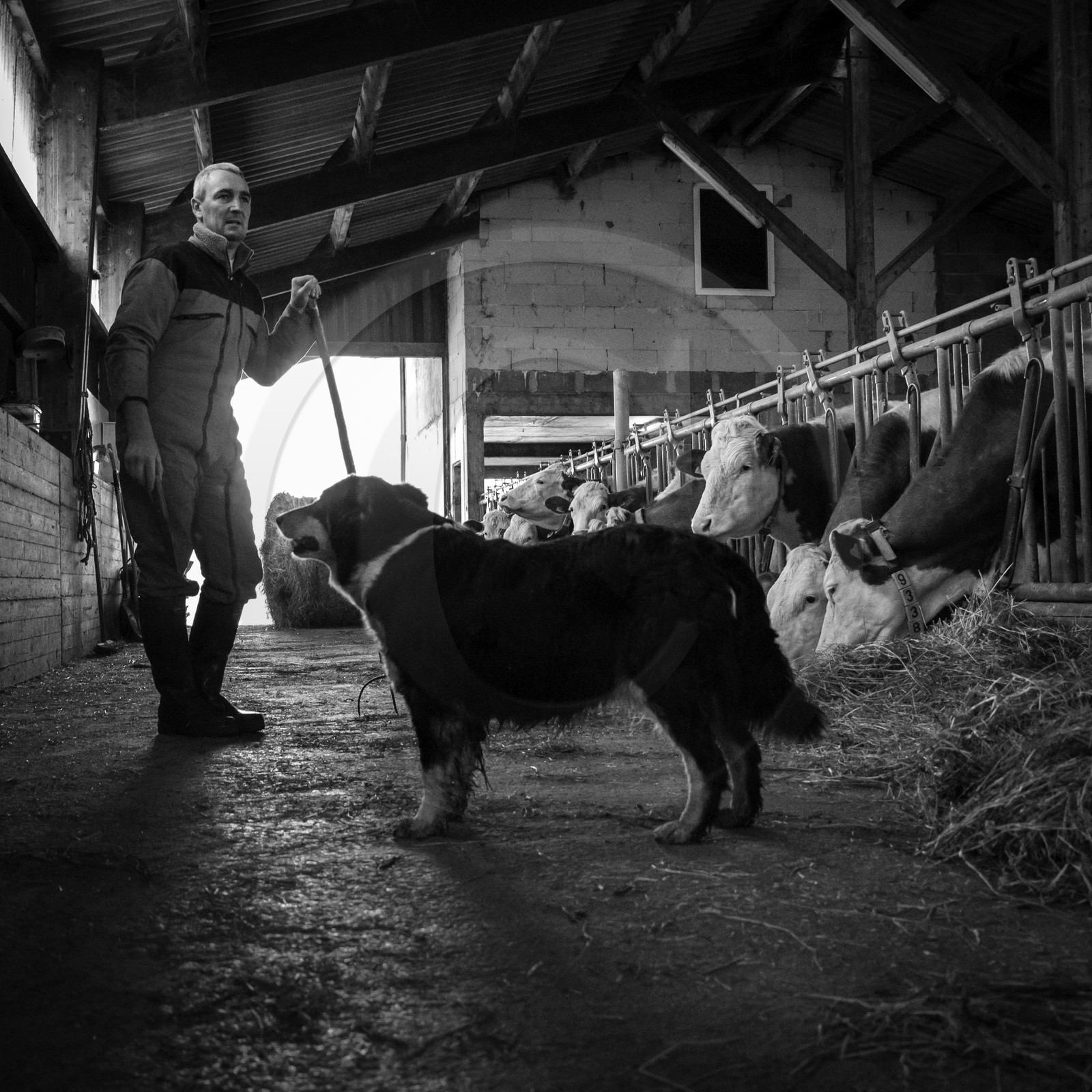 Les soins aux vaches