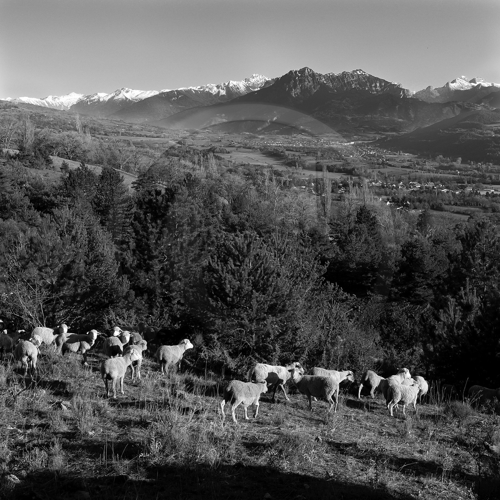 Des moutons et des parcs