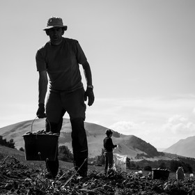 La récolte des pommes de terre