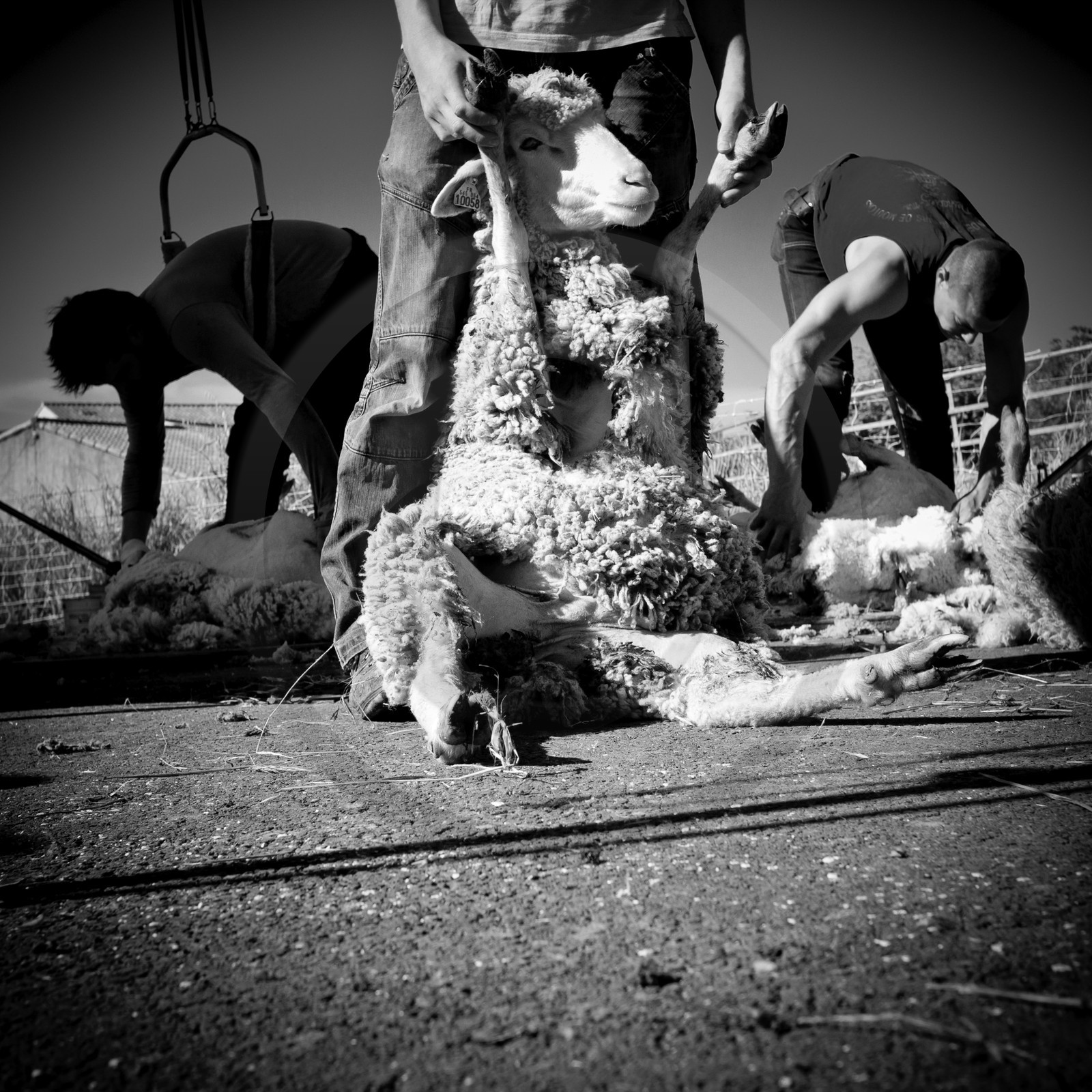 La tonte des moutons