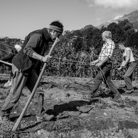 La récolte des pommes de terre avec un cheval