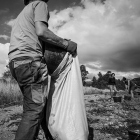 La récolte des pommes de terre