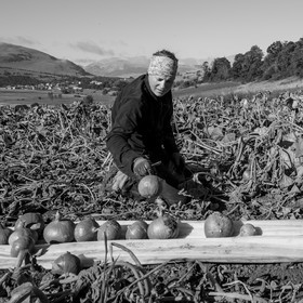 La récolte des courges