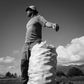 La récolte des pommes de terre