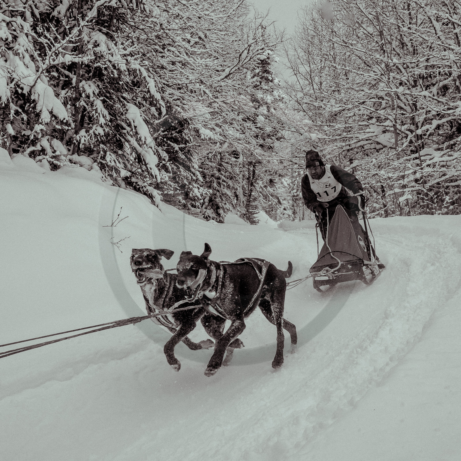 La Valgaude Traineau 2015