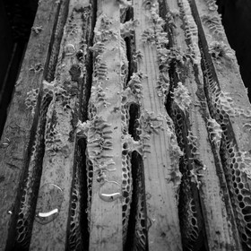 L'extraction du miel