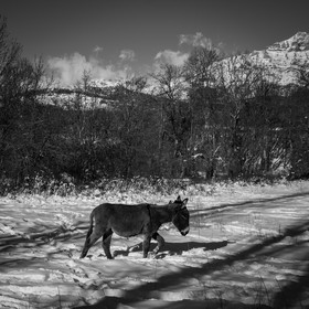Les ânes dans la neige
