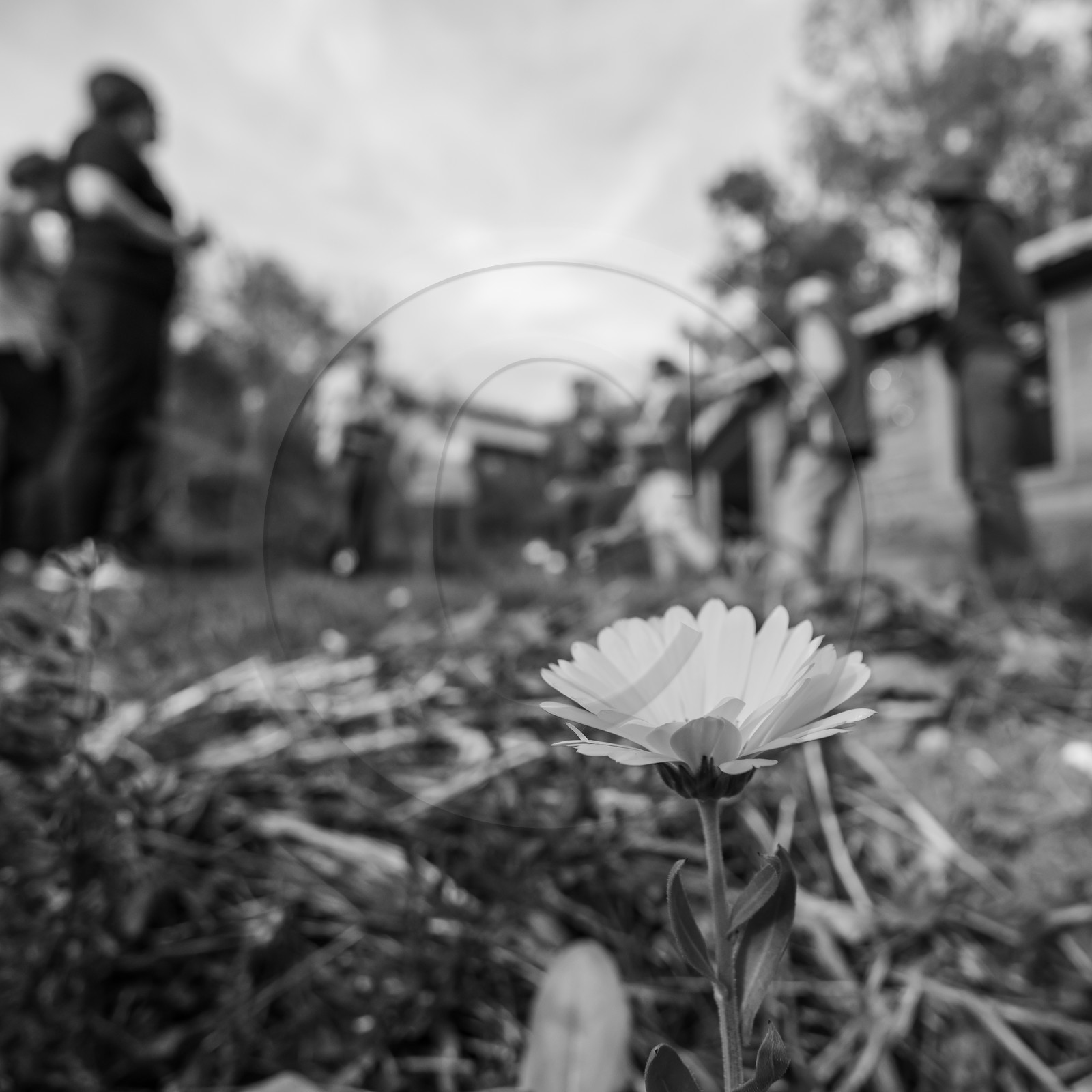 27 octobre 2019 : pommes, soupes et gâteaux