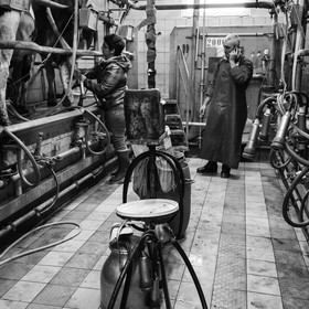 La traite des vaches