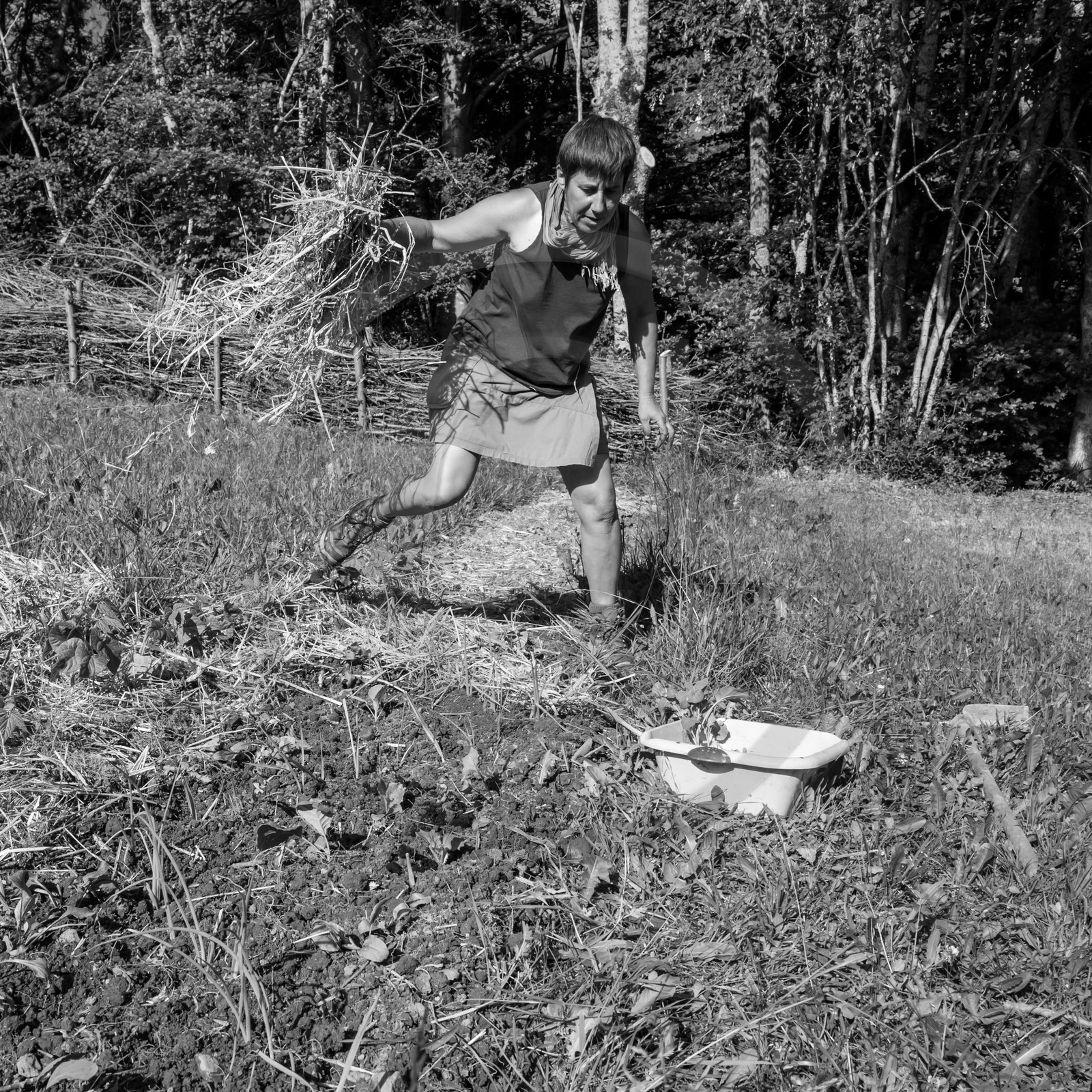 07 juin 2017 - Plantation - Haie - Réunion