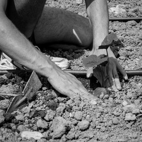 La plantation des courges