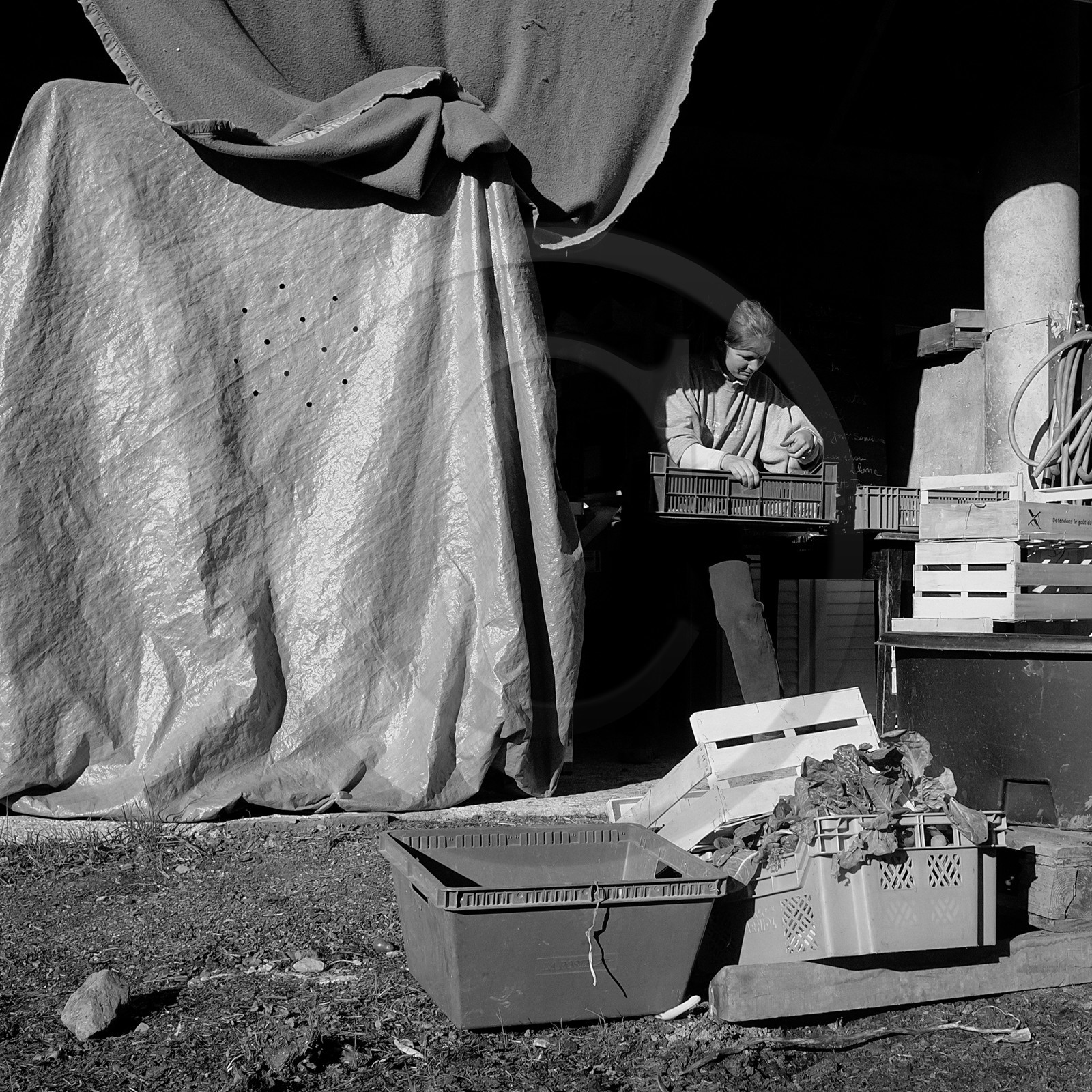 Sylvie Saint-Aubin, maraichère à Pelleautier